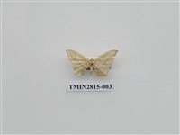 藏品(尺蛾445)的圖片